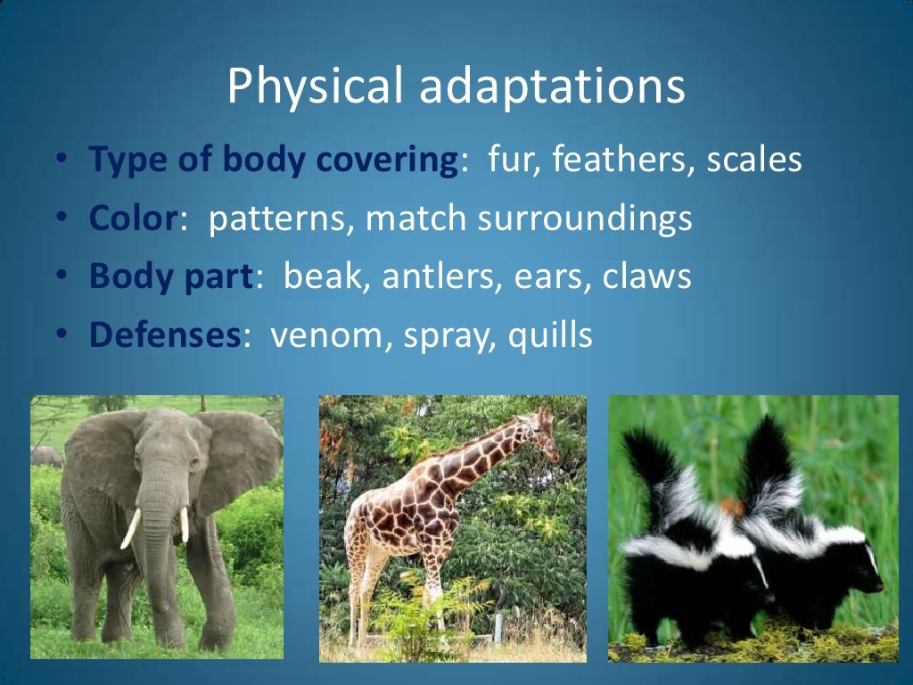 Animal Adaptations Introduction