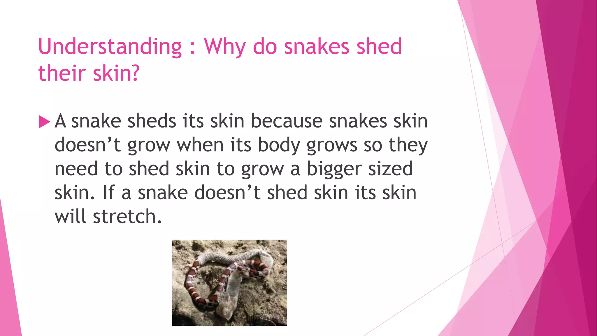 Understanding : Why do snakes shed
their skin?
 A snake sheds its skin because snakes skin
doesn’t grow when its body grows so they
need to shed skin to grow a bigger sized
skin. If a snake doesn’t shed skin its skin
will stretch.
 