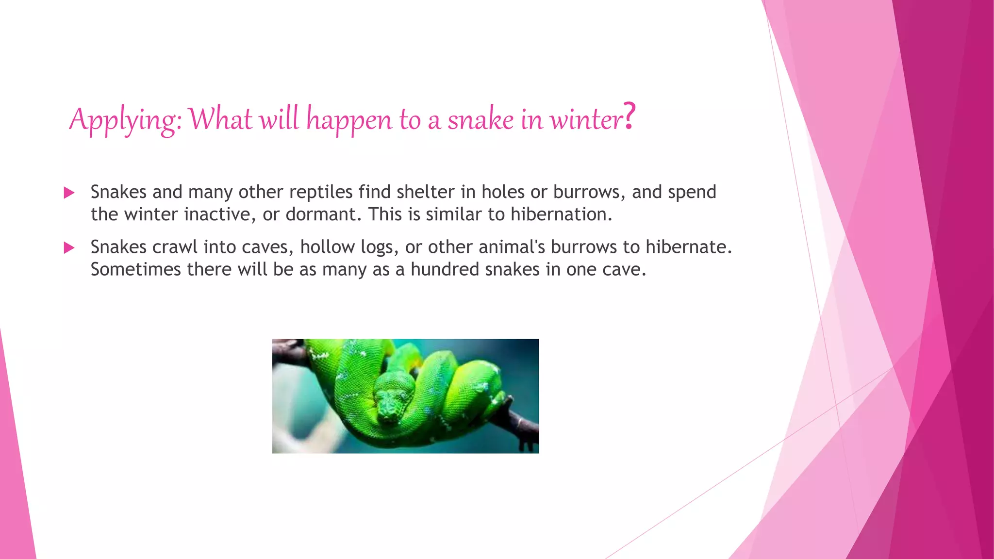 Applying: What will happen to a snake in winter?
 Snakes and many other reptiles find shelter in holes or burrows, and spend
the winter inactive, or dormant. This is similar to hibernation.
 Snakes crawl into caves, hollow logs, or other animal's burrows to hibernate.
Sometimes there will be as many as a hundred snakes in one cave.
 