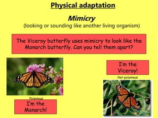 © A. Weinberg
Mimicry
(looking or sounding like another living organism)
The Viceroy butterfly uses mimicry to look like the
Monarch butterfly. Can you tell them apart?
Poisonous
Not poisonous
Physical adaptation
I’m the
Monarch!
I’m the
Viceroy!
 