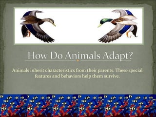 Animals inherit characteristics from their parents. These special features and behaviors help them survive. 