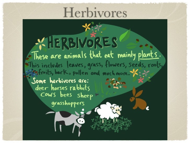 Animal adaptations presentation