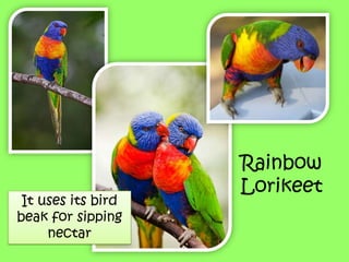 Rainbow
Lorikeet
It uses its bird
beak for sipping
nectar