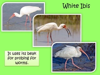 White Ibis
It uses its beak
for probing for
worms.