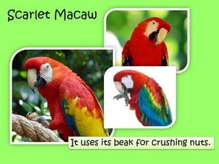 Scarlet Macaw
It uses its beak for crushing nuts.