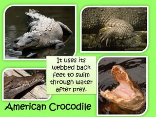 It uses its
webbed back
feet to swim
through water
after prey.
American Crocodile