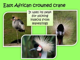 East African crowned crane
It uses its peak
for picking
insects from
leaves/logs