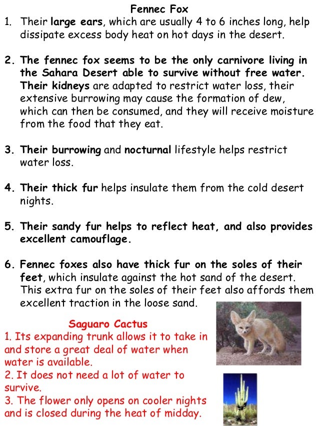 Paw Creek Animal adaptations