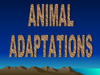ANIMAL ADAPTATIONS 