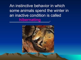 An instinctive behavior in which some animals spend the winter in an inactive condition is called __________________. hibernating 