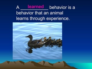 A ___________ behavior is a behavior that an animal learns through experience. learned 