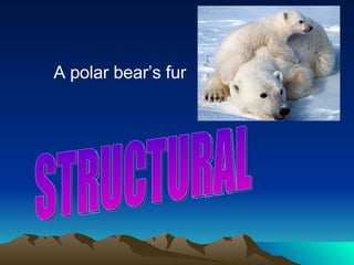 A polar bear’s fur STRUCTURAL 