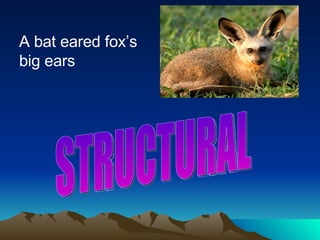 A bat eared fox’s big ears STRUCTURAL 