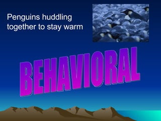 Penguins huddling together to stay warm BEHAVIORAL 