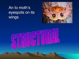 An Io moth’s eyespots on its wings STRUCTURAL 