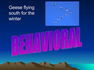 Geese flying south for the winter BEHAVIORAL 