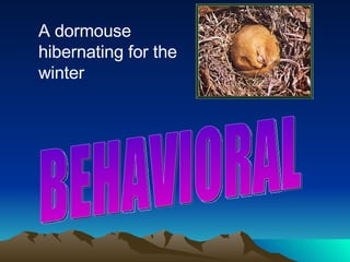 A dormouse hibernating for the winter BEHAVIORAL 