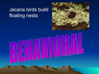 Jacana birds build floating nests BEHAVIORAL 