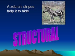 A zebra’s stripes help it to hide STRUCTURAL 