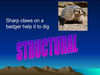 Sharp claws on a badger help it to dig STRUCTURAL 