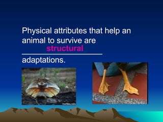 Physical attributes that help an animal to survive are __________________ adaptations. structural 