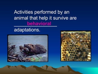Activities performed by an animal that help it survive are ________________ adaptations. behavioral 