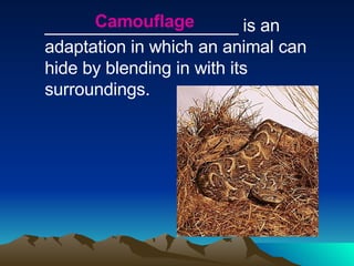 ____________________ is an adaptation in which an animal can hide by blending in with its surroundings. Camouflage 
