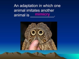 An adaptation in which one animal imitates another animal is ___________. mimicry 
