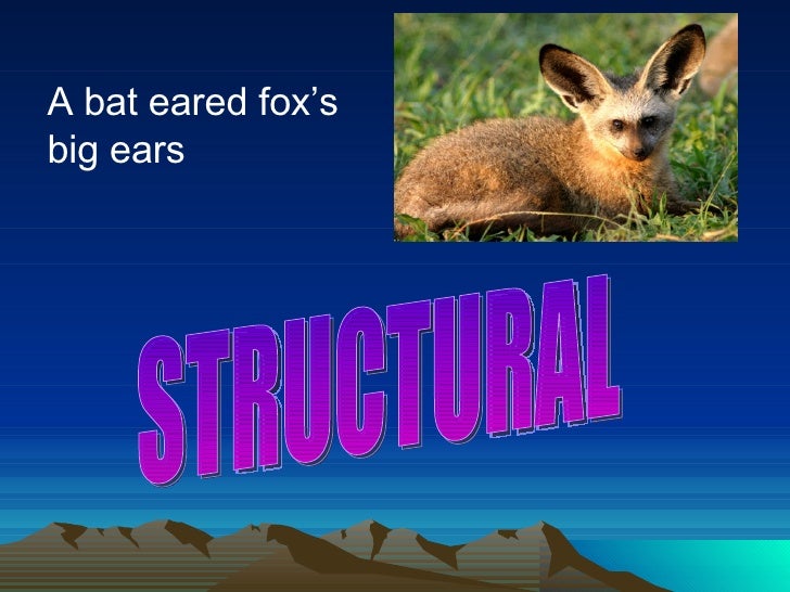 Animal Adaptations Review