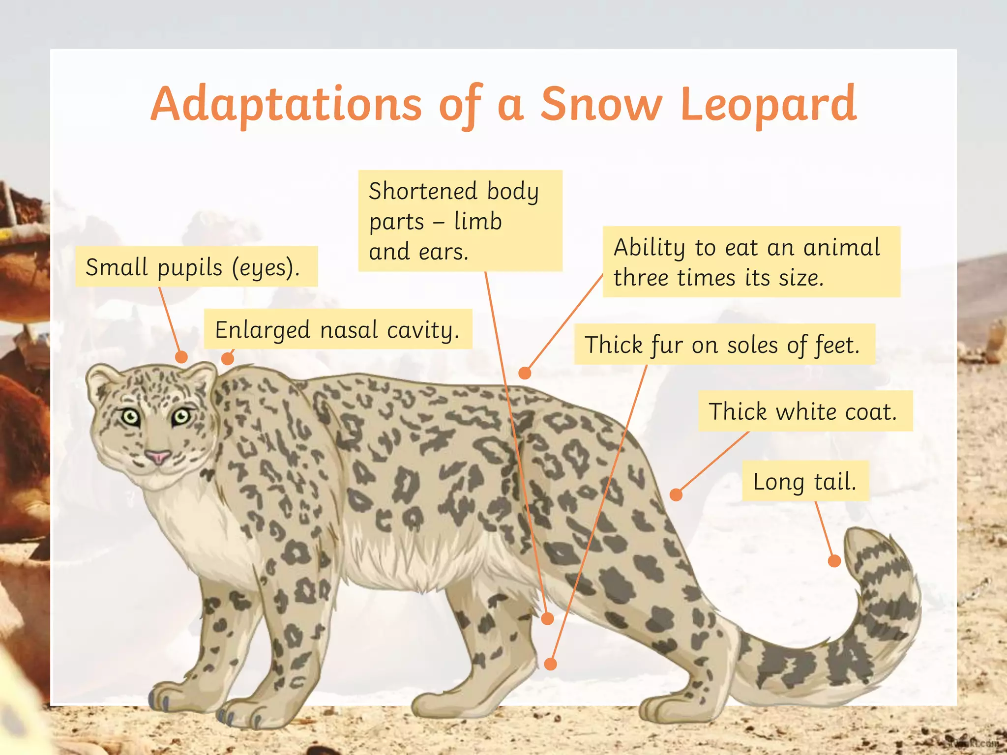 Pure Point Adaptations Animal adaptations to extreme environments power point answers removed ...