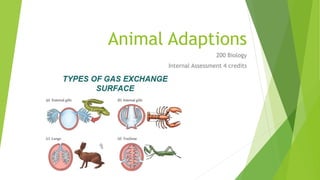 Animal Adaptions
200 Biology
Internal Assessment 4 credits
 