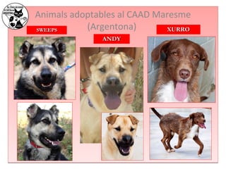 Animals adoptables al CAAD Maresme 
SSWWEEEEPPSS (Argentona) 
AANNDDYY 
XXUURRRROO 
 