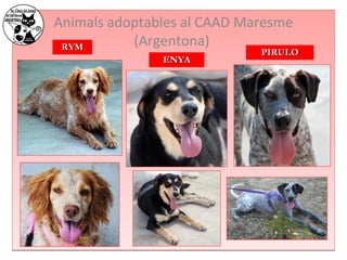 Animals adoptables al CAAD Maresme 
RRYYMM (Argentona) 
EENNYYAA 
PPIIRRUULLOO 
 