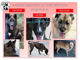 Animals adoptables al CAAD Maresme 
TTRROOYYEERR (Argentona) 
DDUUBBBBYY 
WWIILLLLIIAAMM 
 