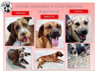Animals adoptables al CAAD Maresme 
TTRROOCCOO (Argentona) 
PPRREETTTTYY 
KKEENNYYAA 
 