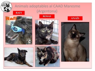 Animals adoptables al CAAD Maresme 
RRAAFFII (Argentona) 
RROOSSAASS 
AANNAAÏÏSS 
 