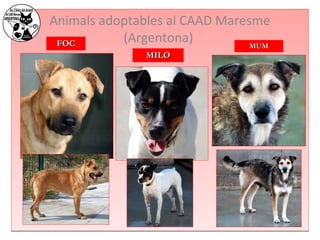 Animals adoptables al CAAD Maresme 
FFOOCC (Argentona) 
MMIILLOO 
MMUUMM 
 