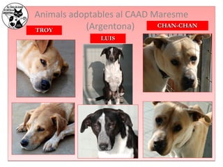 Animals adoptables al CAAD Maresme 
TTRROOYY (Argentona) 
LLUUIISS 
CCHHAANN--CCHHAANN 
 