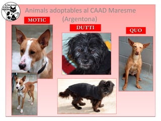 Animals adoptables al CAAD Maresme 
(Argentona) 
DDUUTTTTII 
MMOOTTIICC 
QQUUOO 
 