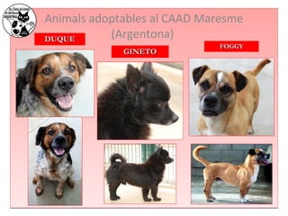 Animals adoptables al CAAD Maresme 
DDUUQQUUEE (Argentona) 
GGIINNEETTOO FFOOGGGGYY 
 