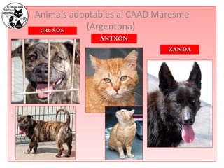 Animals adoptables al CAAD Maresme 
GGRRUUÑÑÓÓNN (Argentona) 
AANNTTXXÓÓNN 
ZZAANNDDAA 
 
