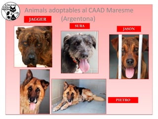 Animals adoptables al CAAD Maresme 
(Argentona) 
SSUURRAA 
JJAAGGGGEERR 
JJAASSOONN 
PPIIEETTRROO 
 