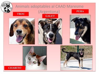 Animals adoptables al CAAD Maresme 
(Argentona) 
TTRROOCC 
GGAALLEETT 
PPEERRAA 
CCHHAARRIITTOO 
 