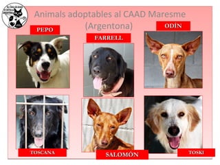 Animals adoptables al CAAD Maresme 
PPEEPPOO (Argentona) 
FFAARRRREELLLL 
OODDÍÍNN 
TTOOSSCCAANNAA SSAALLOOMMÓÓNN TTOOSSKKII 
 