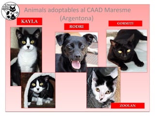 Animals adoptables al CAAD Maresme 
KKAAYYLLAA (Argentona) 
RROODDRRII 
GGOORRMMIITTII 
ZZOOOOLLAANN 
 