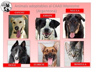 Animals adoptables al CAAD Maresme 
GGAANNCCHHUU (Argentona) 
EERRIIOONN 
NNEEUULLAA 
MMEEXXAASS ZZUURRIICCHH RROOSSEELLLLAA 
 