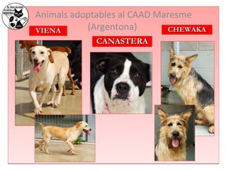 Animals adoptables al CAAD Maresme 
VVIIEENNAA (Argentona) 
CCAANNAASSTTEERRAA 
CCHHEEWWAAKKAA 
 