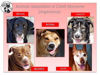 Animals adoptables al CAAD Maresme 
(Argentona) 
BBUUGGAA 
BBOOIIRRAA 
GGOOLLFFOO 
RREEDDDDYY PPEEPPEE 
 