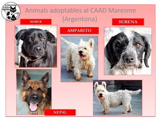 Animals adoptables al CAAD Maresme 
MMAARREEKK (Argentona) 
AAMMPPAARRIITTOO 
SSEERREENNAA 
NNEEPPAALL 
 