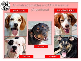 Animals adoptables al CAAD Maresme 
BBAANNDDIIDDOO (Argentona) 
RRIIPPPPEERR 
WWIINNDDYY 
BBAANNDDOOLLEERRAA 
OOWWEENNSS 
 